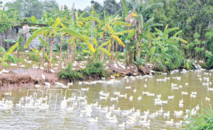 Ô Nhiễm nguồn nước tại Thái Bình