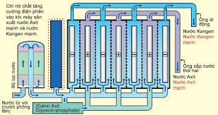 Bản cực máy lọc nước ion kiềm