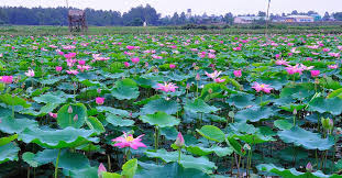 Hoa sen tại Tỉnh Đông Tháp Mười