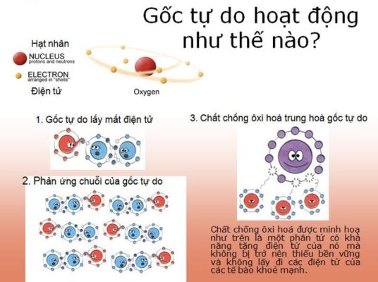 Gốc tự do hoạt dộng như thế nào