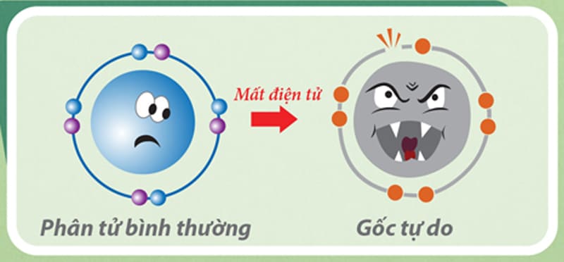 Gốc tự do là gì ?