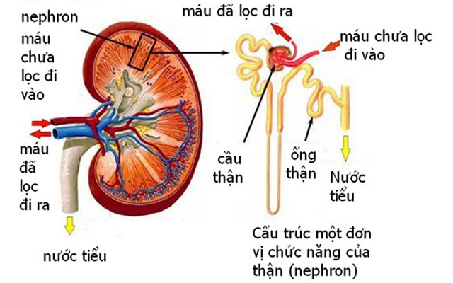 Cấu tạo của thận