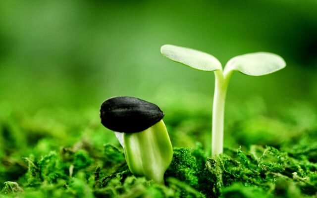 Nước ion kiềm với ươm mầm hạt giống